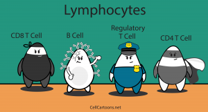 cartoon of immune cells, lymphocytes like t cells, b cells, regulatory t cells
