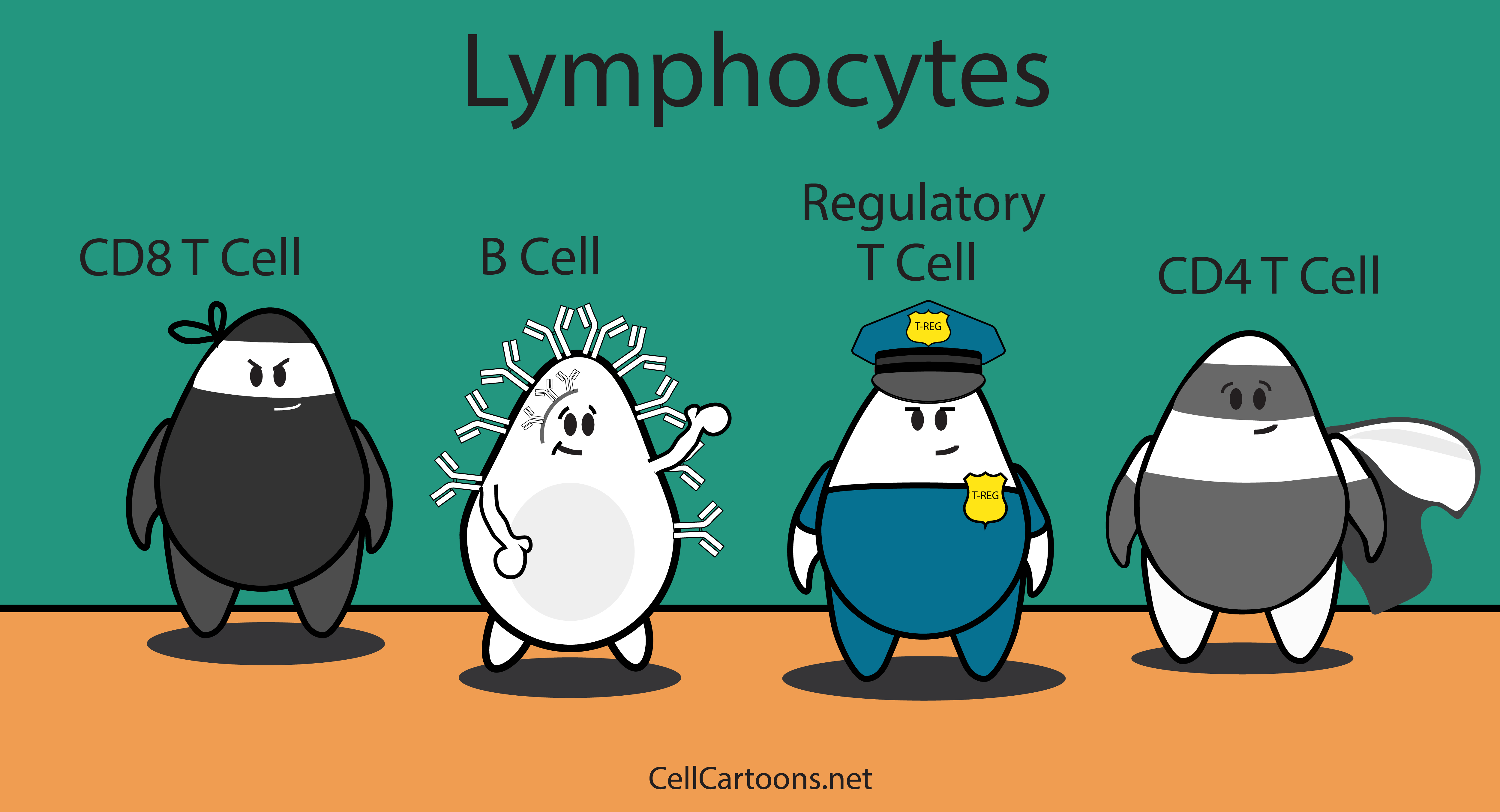 Lymphocytes – Cell Cartoons