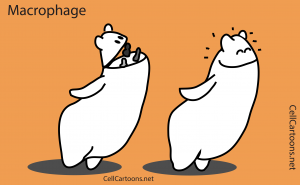 Macrophage phagocytosis bacteria immunology