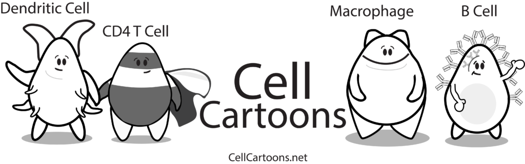 Immune Cell Cartoons Macrophage, Dendritic Cell, T Cells and B Cell