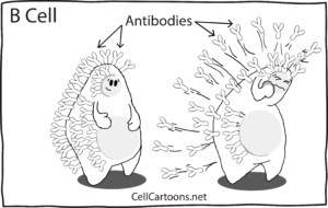 B cell Cartoon antibodies white background