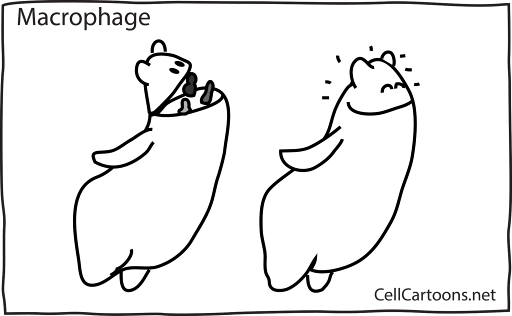 macrophage jumping to engulf bacteria cartoon
