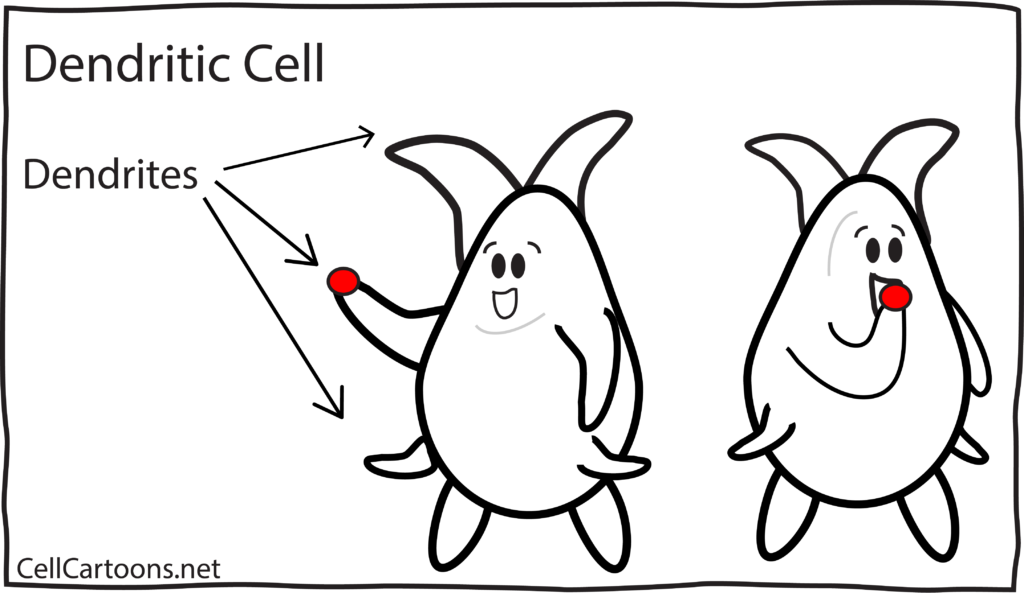 Dendritic Cell Cartoon Immunology
