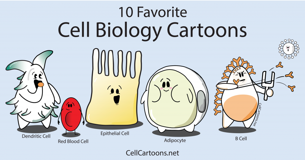 Favorite Cell Biology Cartoons Dendritic Cell, Red Blood Cell, Adipocyte and B cell