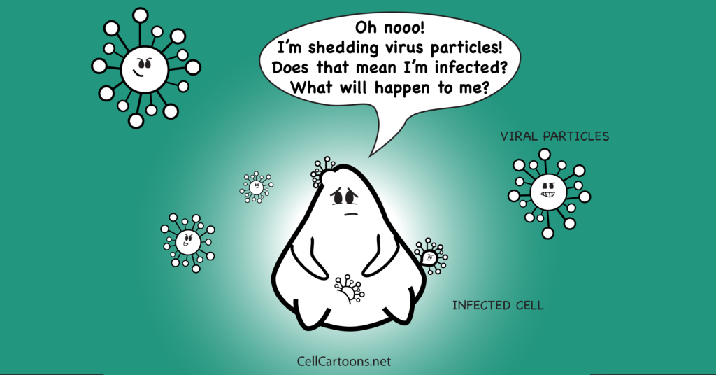 Cartoon of infected cell shedding virus