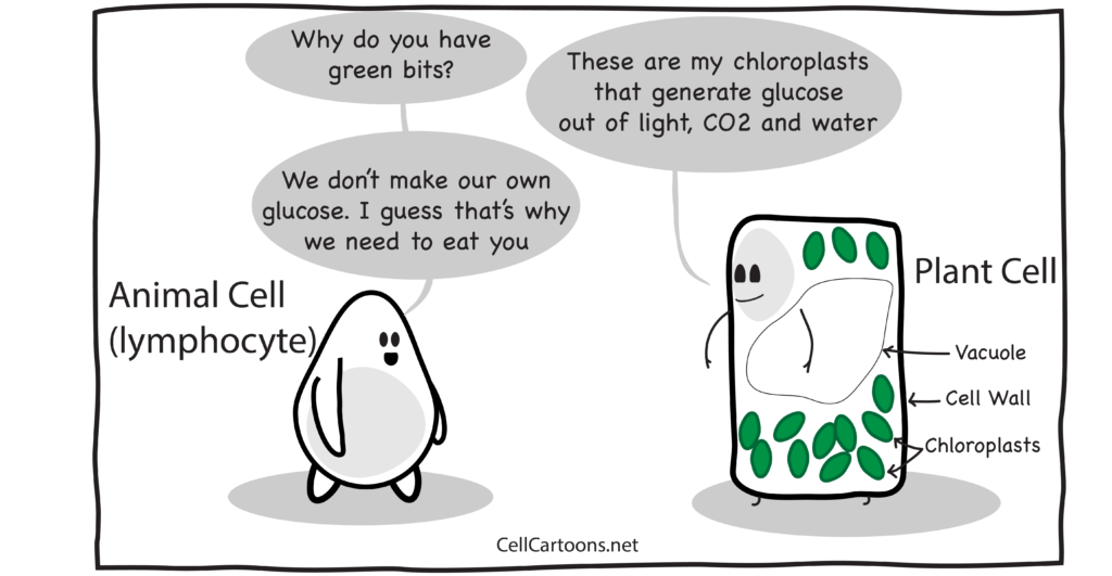 Cartoon of plant cell with chloroplasts, vacuole and cell wall generating glucose