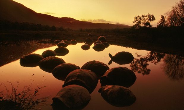 Turtles on galapagos islands