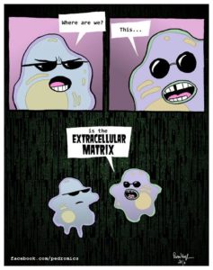 cells in the extracellular matrix cartoon