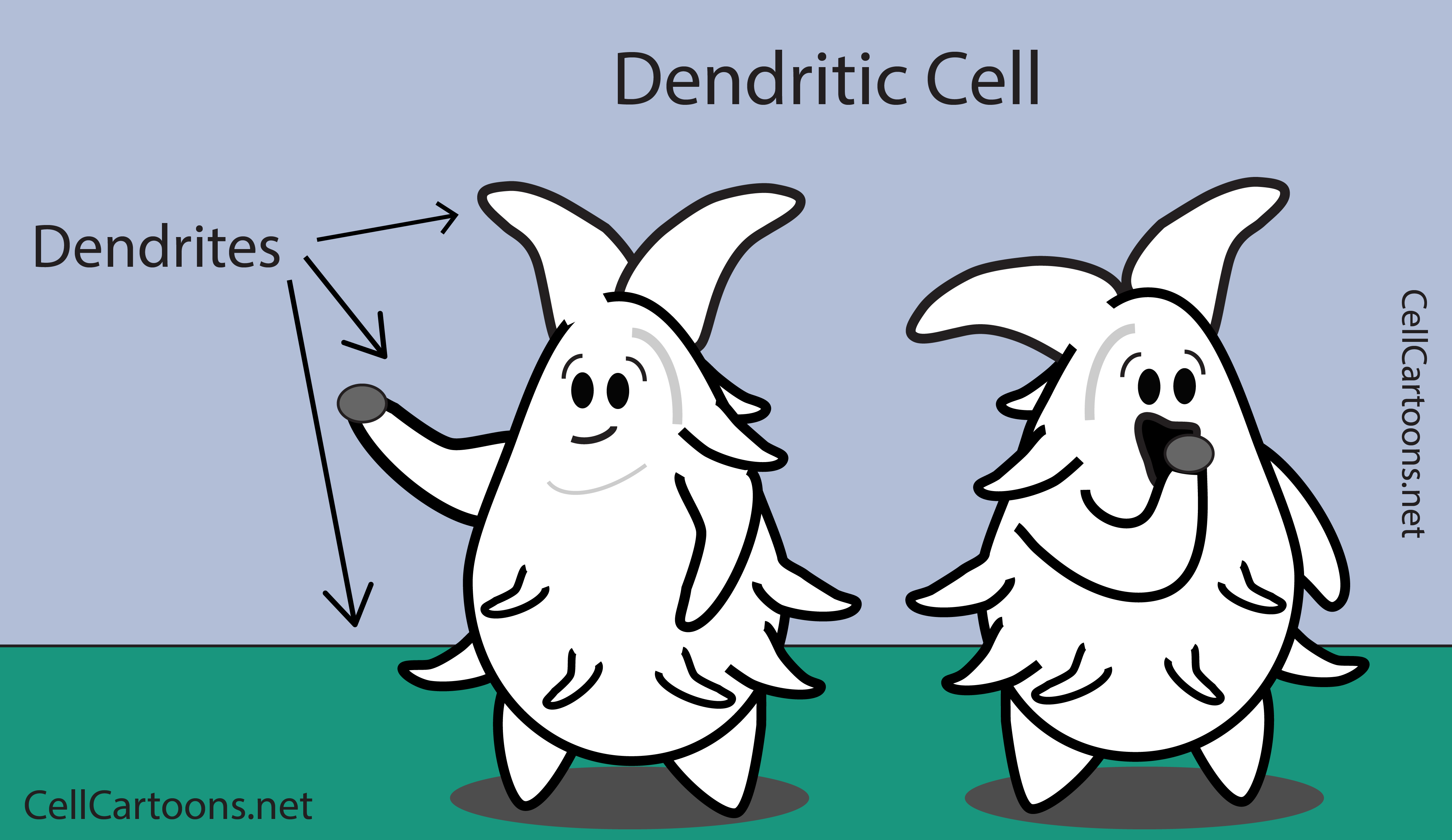 Dendritic Cell Cartoon Immunology antigen presentation