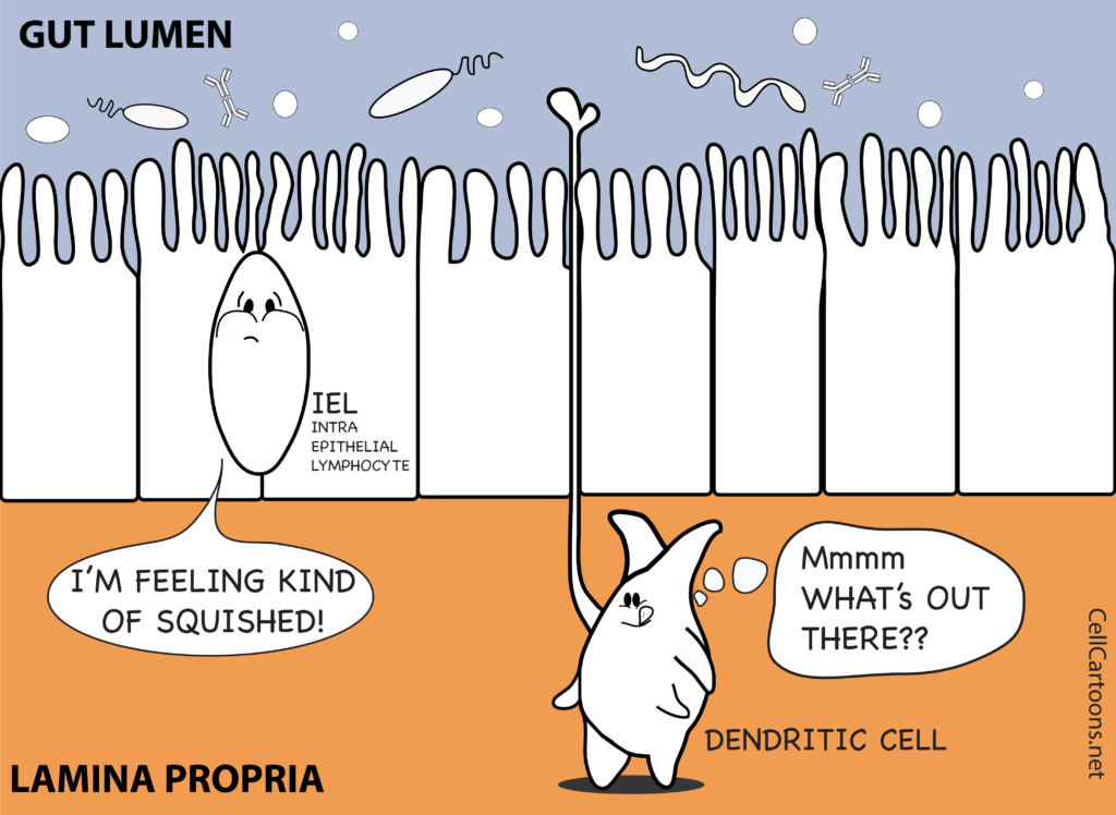 Cartoon of Dendritic Cell and Lymphocyte in the intestine