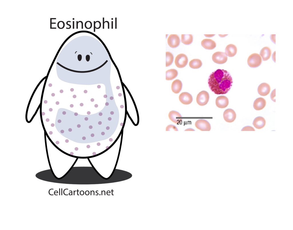cartoon of an immune cell called eosinophil