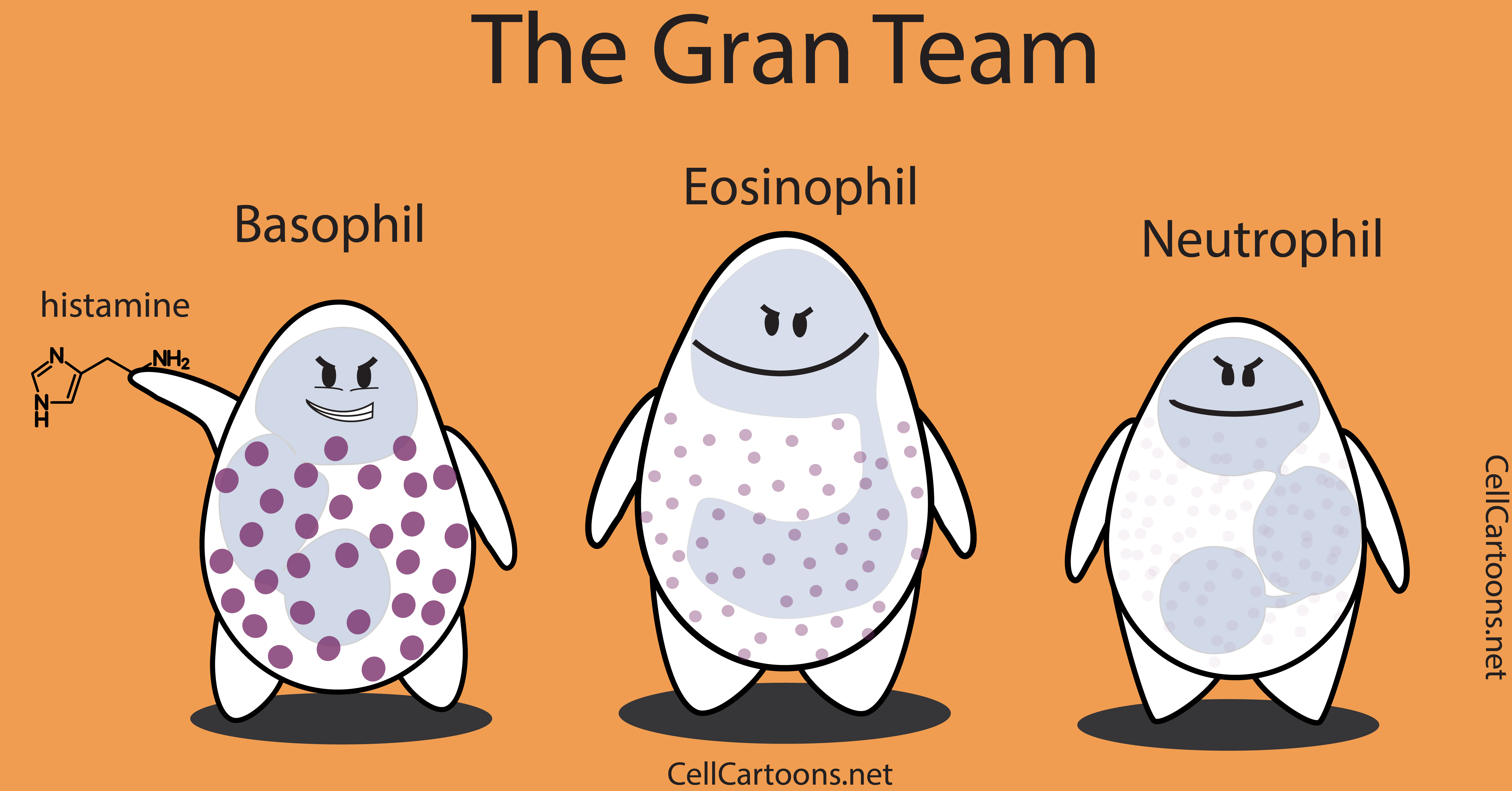 Cartoon of granulocytes: neutrophil, basophil and eosinophil