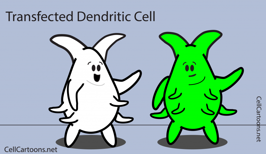 transfected dendritic cell (DC) with GFP green flourescent protein
