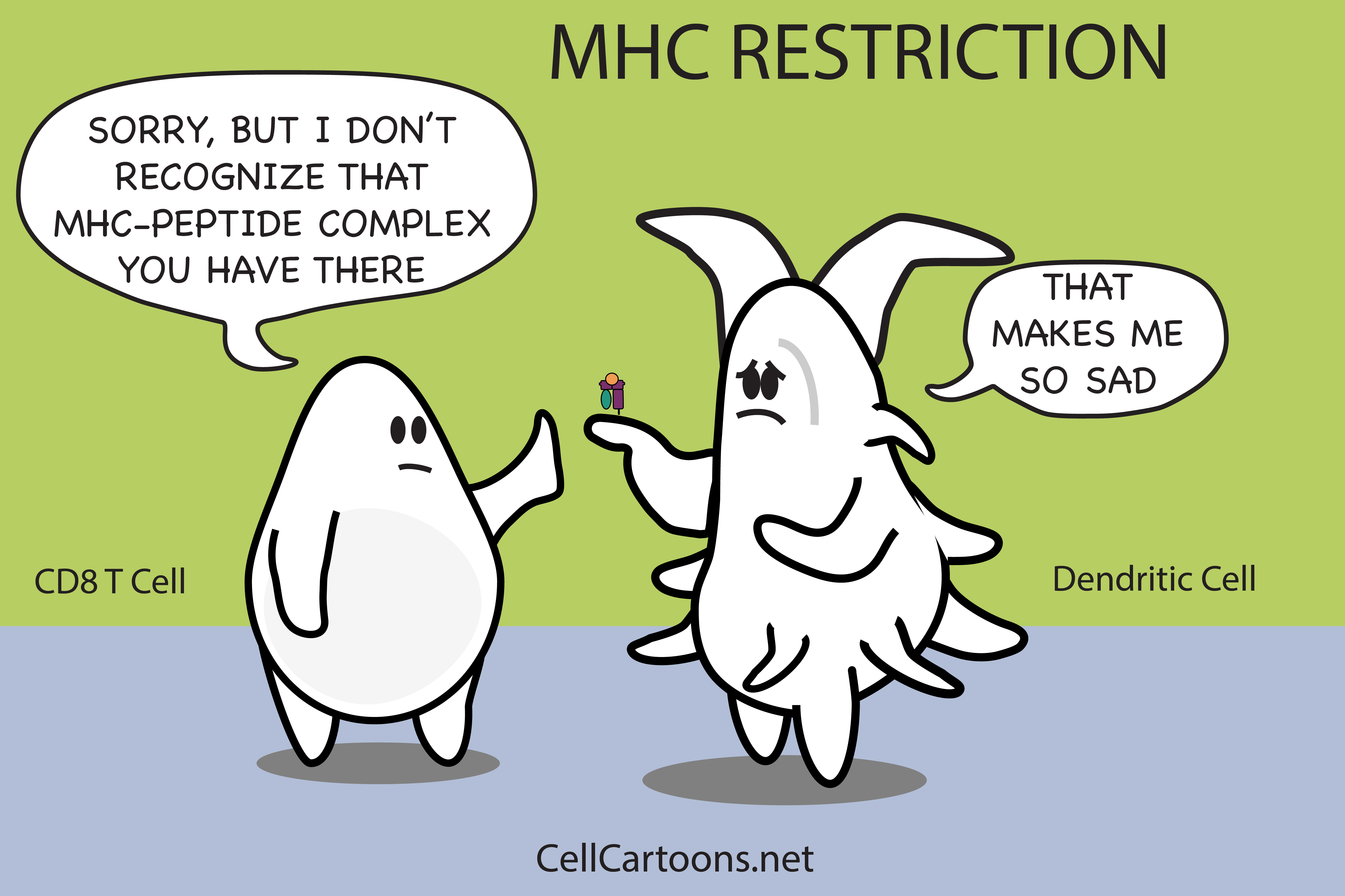 Cartoon of Dendritic Cell Presenting Antigen on MHC to T Cell