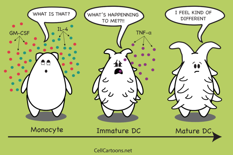 cartoon of monocyte-dericed dendritic cell