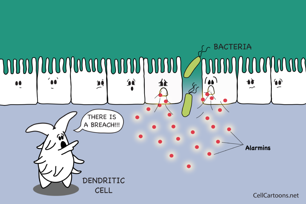 Cartoon of layer of epithelial cells compromised and dendritic cell sending alert