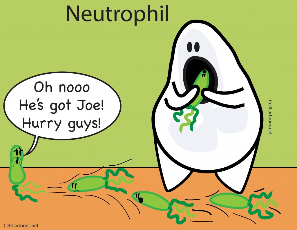 neutrophil phagocytosis of bacteria