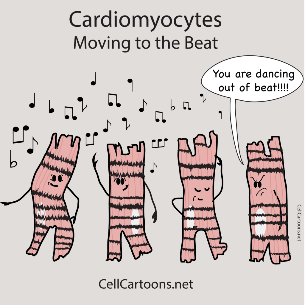 Cartoon cardiomyocytes dancing and beating to the beat