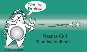 Plasma cell; B cell; shooting antibodies with a sling
