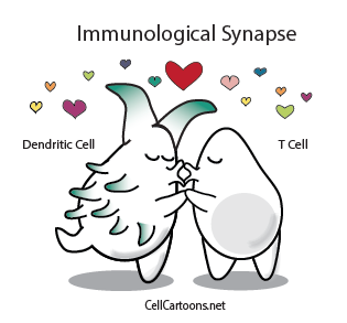 T cell and dendritic cell kissing