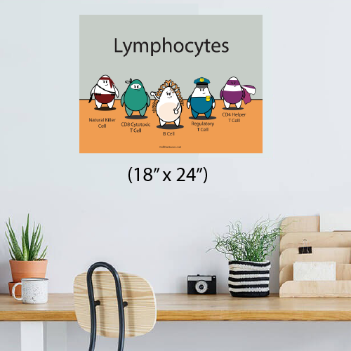 Print poster with lymphocytes NK cell, CD8 T cell, B cell, Treg, CD4 T cell