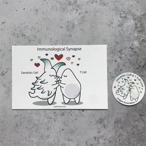 T cell and dendritic cell kissing postcard and sticker