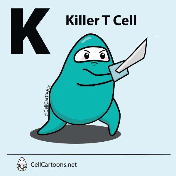 CD8 Cytotoxic Killer T cell