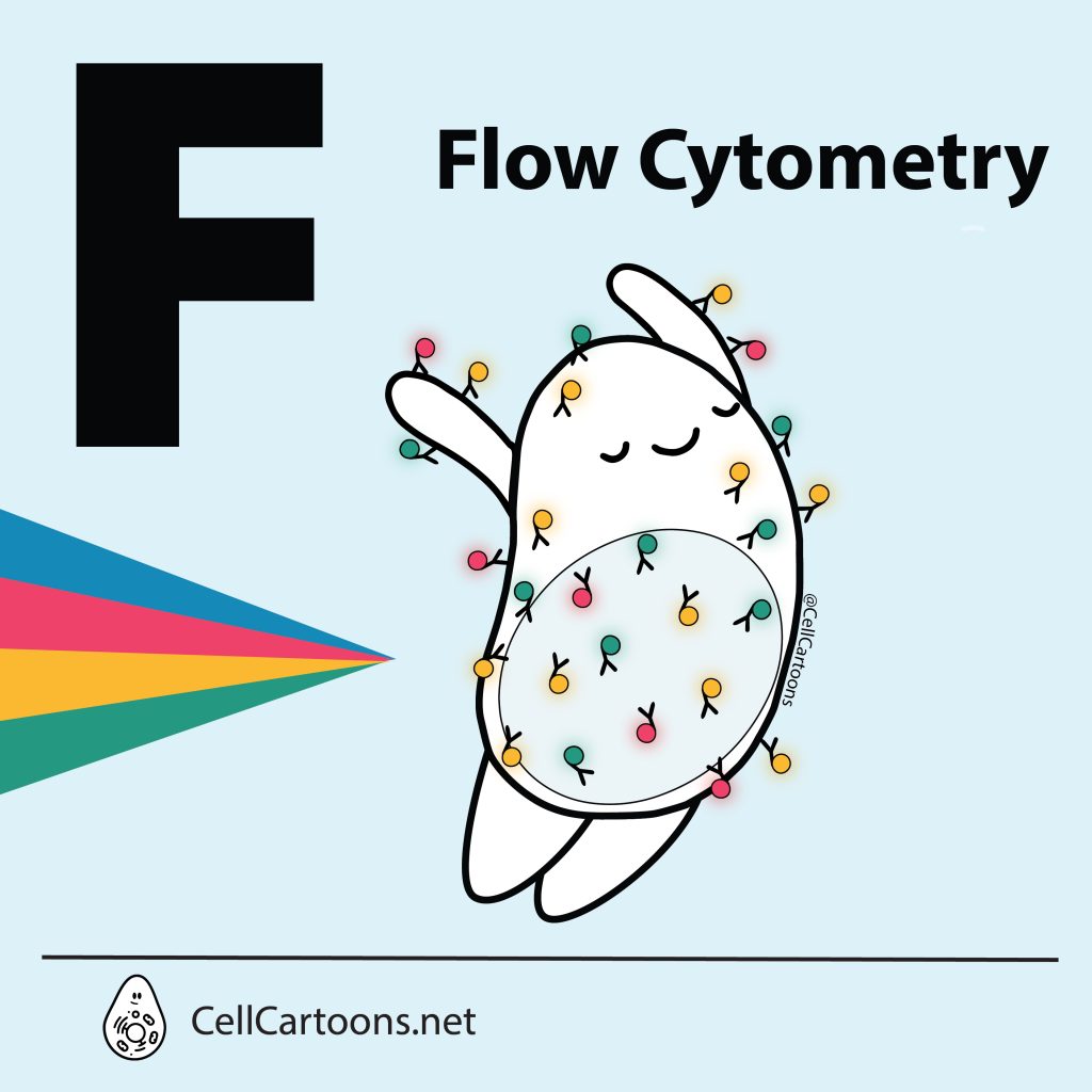 Lymphocyte cartoon with fluorescent antibodies that is ready for flow cytometry