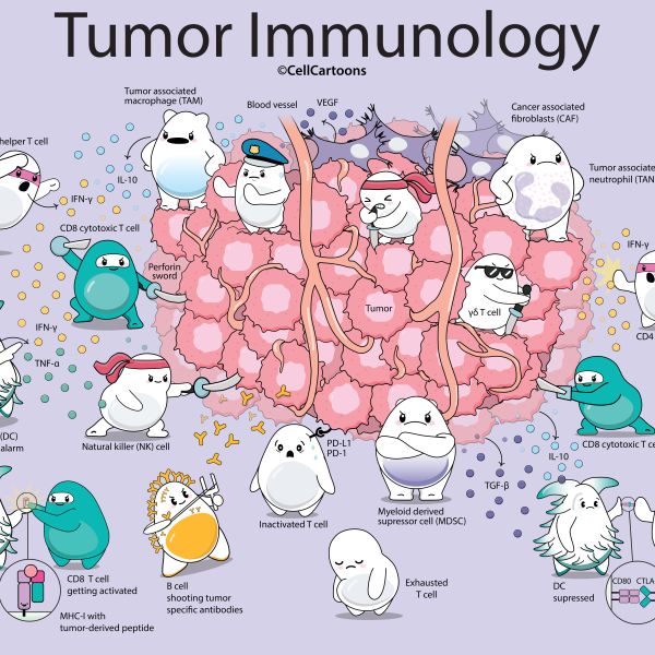 Tumor immunology