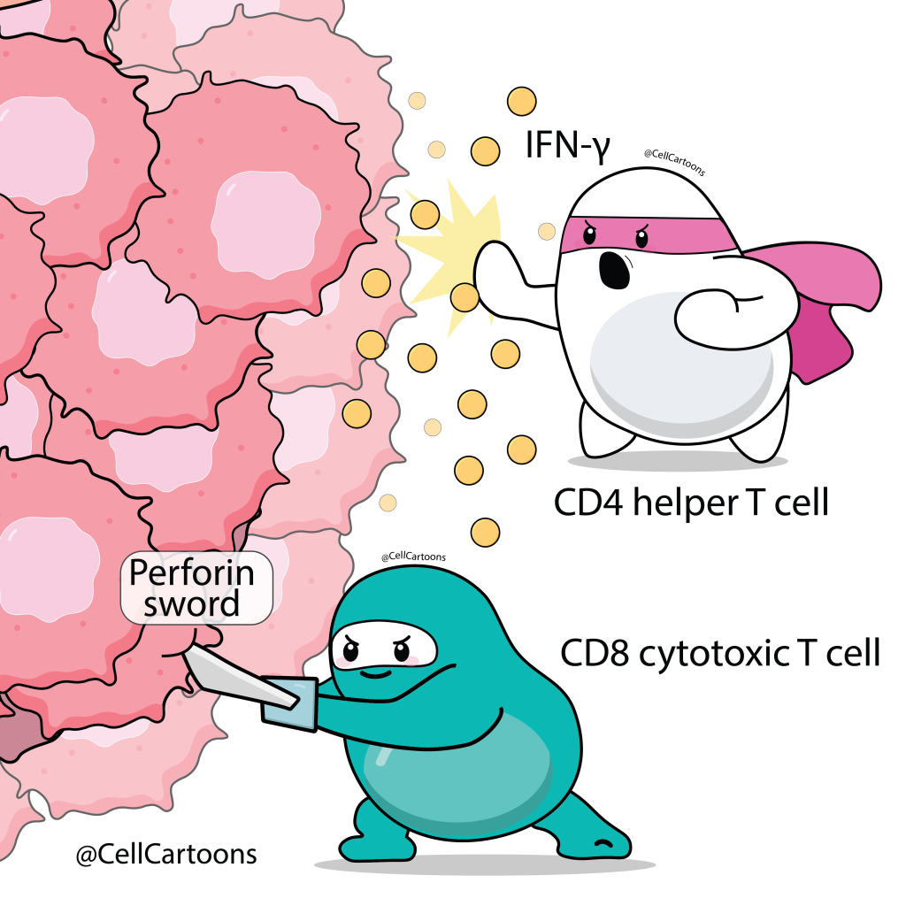 CD4 helper T cell and CD8 cytotoxic T cell killing the tumor cells