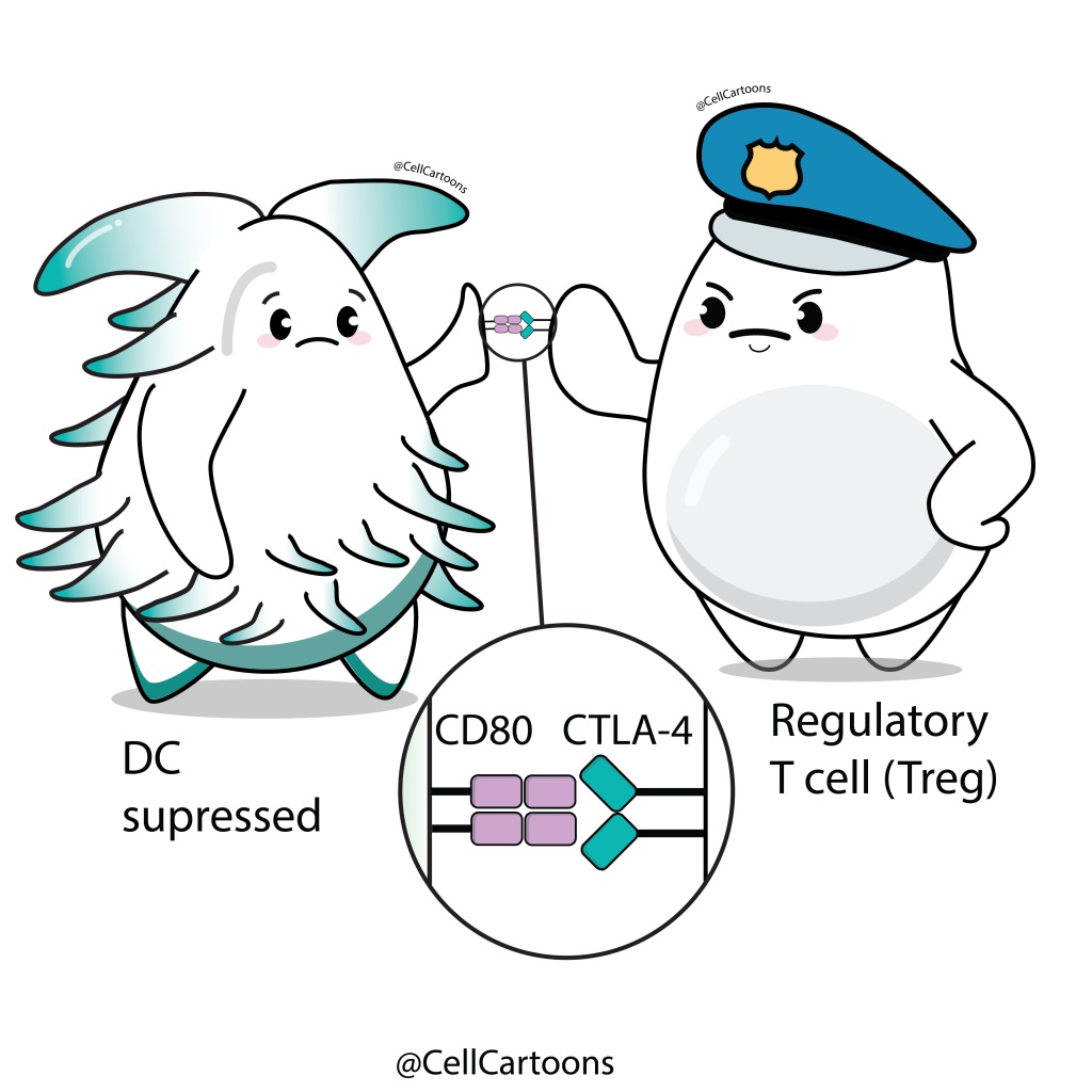 Treg blocking via CTLA-4