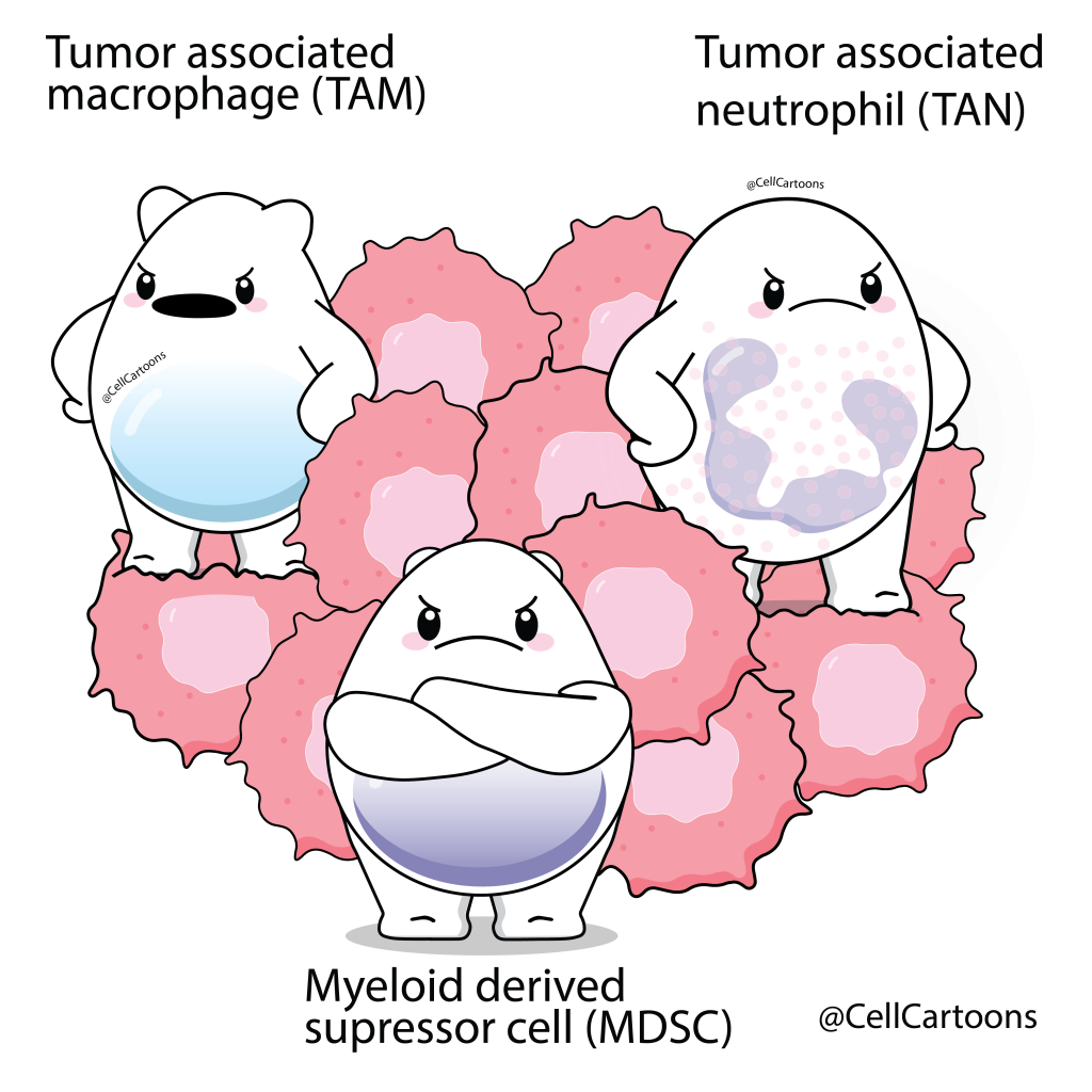 TAM tumor associated macrophage TAN tumor associated neutrophil MDSC myeloid supressor cell